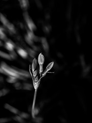 A Nile Lily minimal close up with a green background in a shallow depth field black and white photo