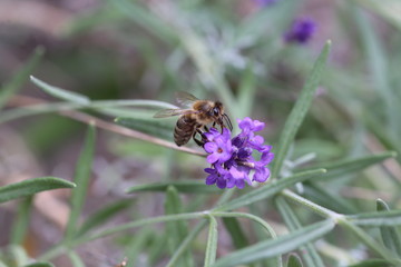 bee feeding on a lavender flower