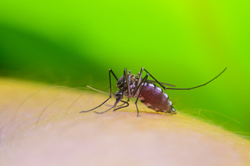 Dangerous Zica virus aedes aegypti mosquito on human skin , Dengue, Chikungunya, Mosquito sucking blood human