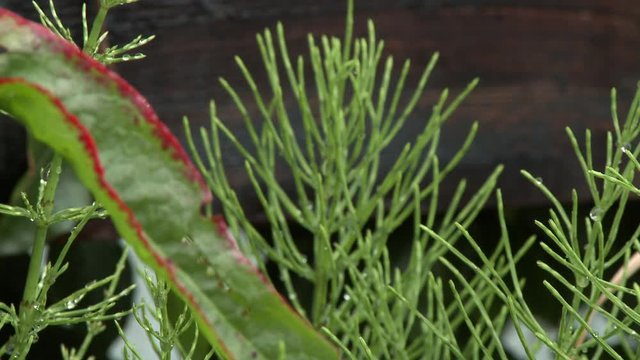 Steady, close up shot of a large leaf with a red edge, the camera then focuses on chamomile plant shoots in the background.