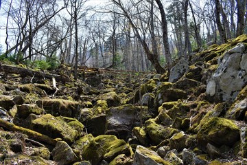Rocks covered with moss