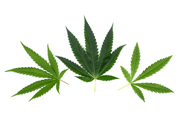 marijuana leaves  isolated on white background.Cannabis leaf