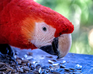 Macaw © Trent