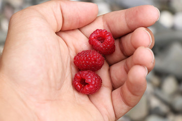 Young ranger collected forest berries especially Rubus idaeus perfectly colored in red. Three...