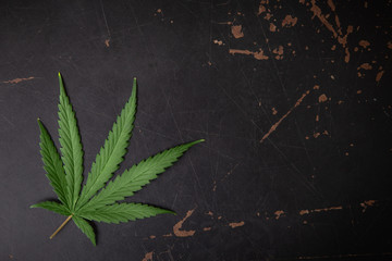 marijuana leaves  on black background.Cannabis leaf