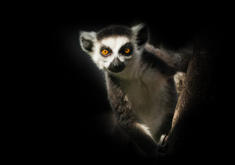 Ring-tailed lemur in the dark sits on a branch - eyes will look forward. - obrazy, fototapety, plakaty