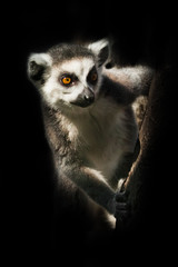 Ring-tailed lemur in the dark sits on a branch - eyes will look forward.
