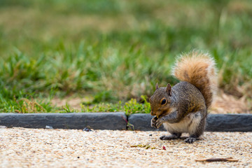A squirrel in a park at Capitol Hill Grounds - image