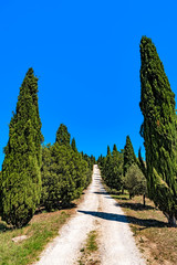 typical scenic tuscan landscape with olive tree alleys and farm house