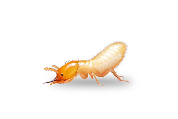 Close up of the Small termite on white background. Side view og the Termites isolate on white background.