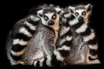 Two animals, ring-tailed lemur) sleep together curled up, eyes from a ball of hairy bodies, a symbol of sleep and nightmares glow from the darkness.