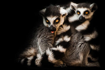 Two animals, ring-tailed lemur) sleep together curled up, eyes from a ball of hairy bodies, a symbol of sleep and nightmares glow from the darkness.