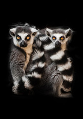 Two animals, ring-tailed lemur) sleep together curled up, eyes from a ball of hairy bodies, a symbol of sleep and nightmares glow from the darkness.