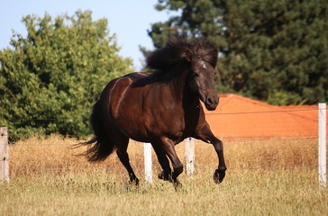 beautiful dark icelandic horse is running on the paddock 