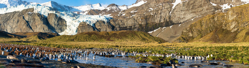 Obraz premium Gold Harbor Glaciers South Georgia Island