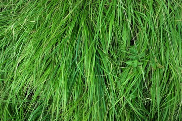 fresh spring grass from above