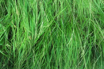 fresh spring grass from above