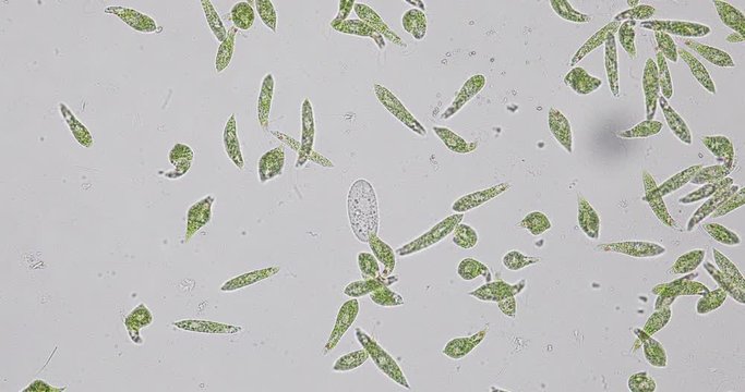 Euglena is a genus of single-celled flagellate Eukaryotes under microscopic view for education.