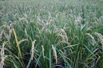 9月の日本の水田の稲穂