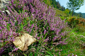 vergammelter Pilz in einer Glocken-Heide (Erica tetralix) im Naturschutzgebiet...