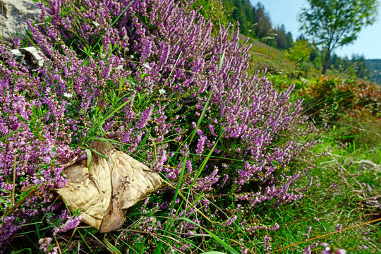 vergammelter Pilz in einer Glocken-Heide (Erica tetralix) im Naturschutzgebiet Feldberg-Belchen-Oberes Wiesental / Schwarzwald