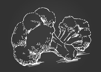 Hand drawn illustration material: broccoli, chalk art