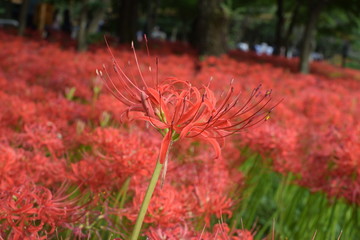 曼殊沙華