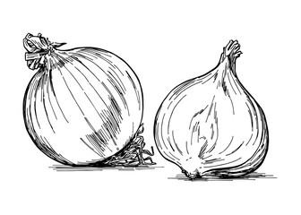 Hand-drawn illustration material: vegetables, onions