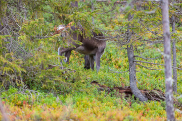 Joven reno (Rangifer tarandus) comiendo en un bosque