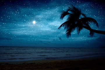 Night sky with stars and palm in the caribbean sea. © Swetlana Wall
