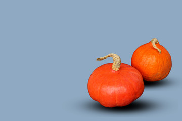 two beautiful orange pumpkins isolated on a white background, halloween holiday concept, close-up, copy space