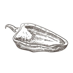Half the pepper. Paprika. Sketching graphics. Vintage drawing.