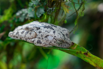THE BLACK AND WHITE FROG