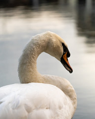 Portrait of a beautiful Swan at the lake