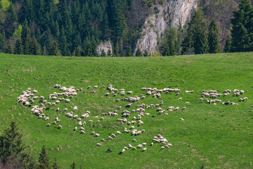 Pieniński wypas owiec  © Piotr