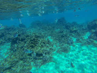 Naklejka na ściany i meble Snorkeling in French Polynesia