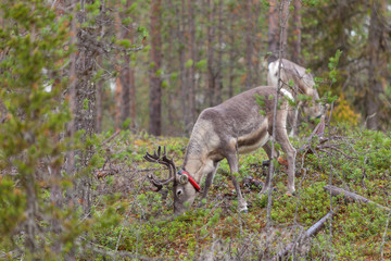 Reno (Rangifer tarandus)