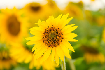 Sunflowers, beautiful summer flowers, Blooming sunflower field, symbol of smile and happiness
