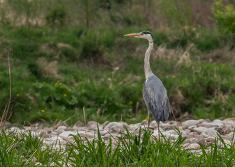 Czapla Siwa 