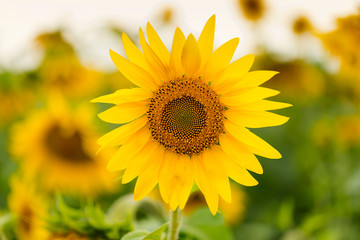 Sunflowers, beautiful summer flowers, Blooming sunflower field, symbol of smile and happiness