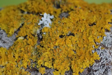 Nature background with moss