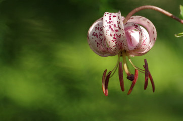 Natural bokeh background with Lilium martagon and free space