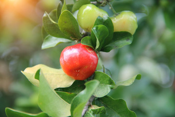 Fresh organic Acerola cherry on the tree