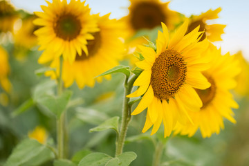 Sunflowers, beautiful summer flowers, Blooming sunflower field, symbol of smile and happiness