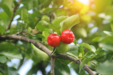 Fresh organic Acerola cherry on the tree