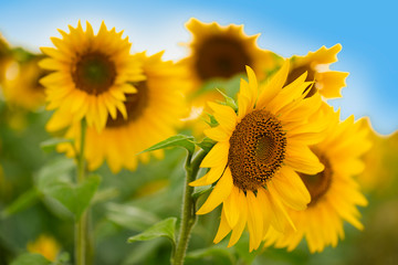 Sunflowers, beautiful summer flowers, Blooming sunflower field, symbol of smile and happiness