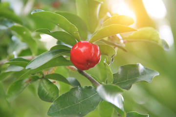 Fresh organic Acerola cherry on the tree