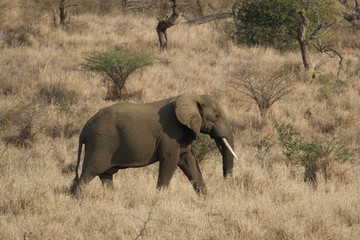 Walking African bush Elephant in the forest, Umfolozi ,South Africa