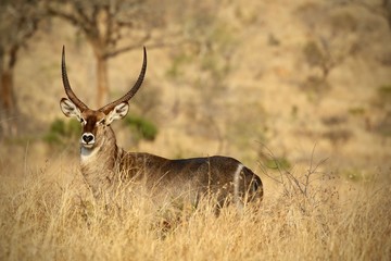 Naklejka na ściany i meble Male waterbuck antelope in Kruger National Park 