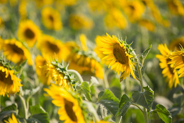 Sunflower fields in Tuscany, Italy